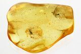 Fossil Ant-Like Stone Beetle (Scydmaeninae) in Baltic Amber #357772-1